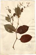 Chinese knotweed